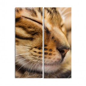 Модульная картина Кот из 2 холстов 70x90