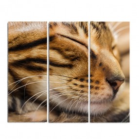 Модульная картина Кот из 3 холстов 100x90