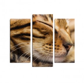 Модульная картина Кот из 3 холстов 120x100