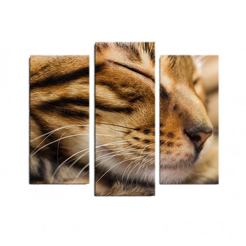 Модульная картина Кот из 3 холстов 100x90