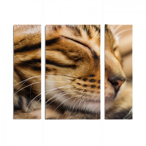 Модульная картина Кот из 3 холстов 70x60